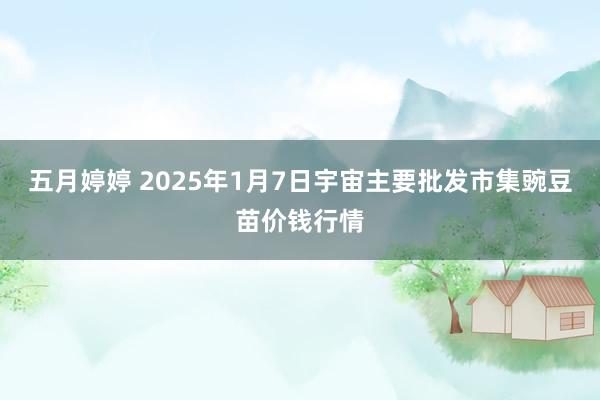 五月婷婷 2025年1月7日宇宙主要批发市集豌豆苗价钱行情